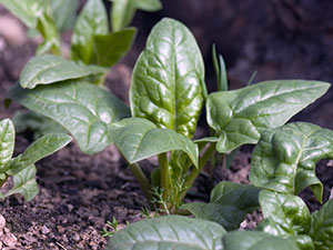 Выращивание шпината огородного из семян