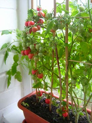 Высокорослые помидоры черри в домашних условиях секреты выращивания