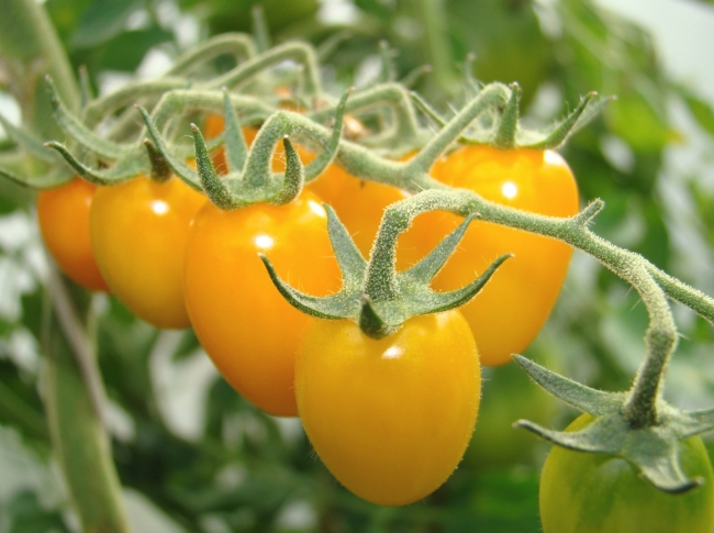 Желтые помидоры сорта