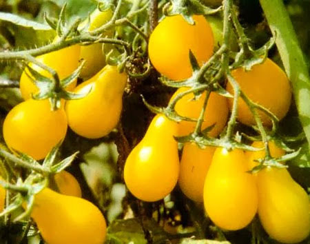 Желтые помидоры популярные сорта