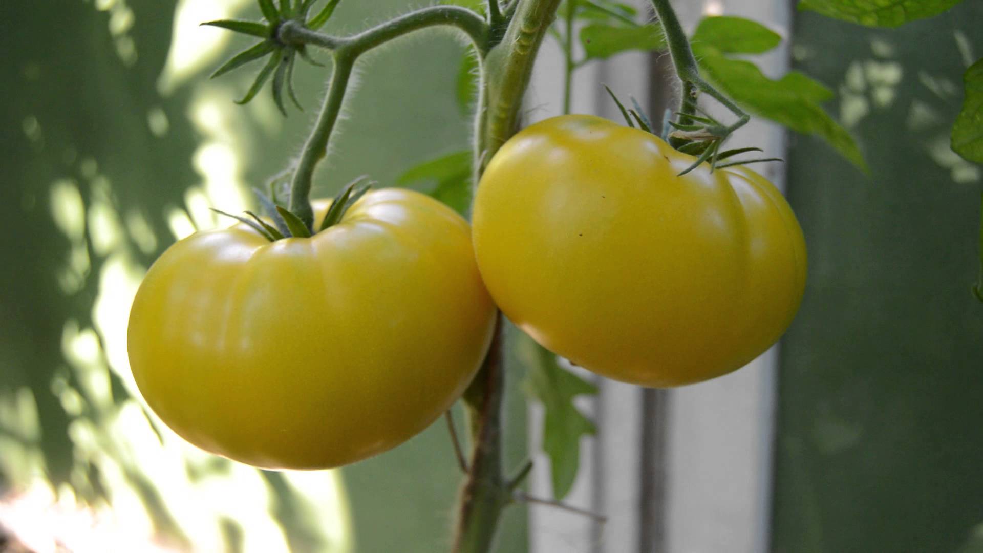 Желтые помидоры сорта Азоюшка - агротехника
