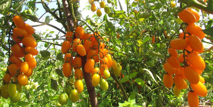 Желтые помидоры сорта Желтый финик - полезные свойства