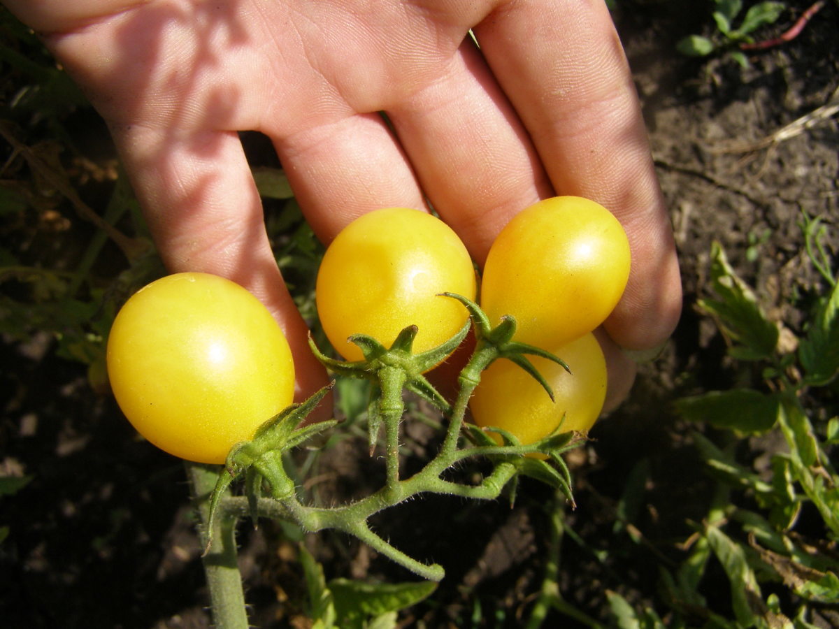 Желтые помидоры среднеспелого сорта Белый мускат