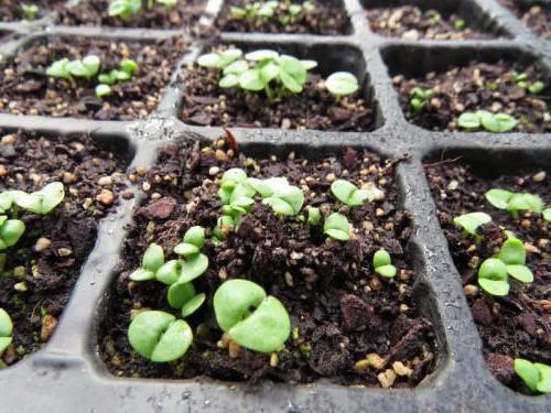 Как самостоятельно вырастить базилик дома на подоконнике из семян
