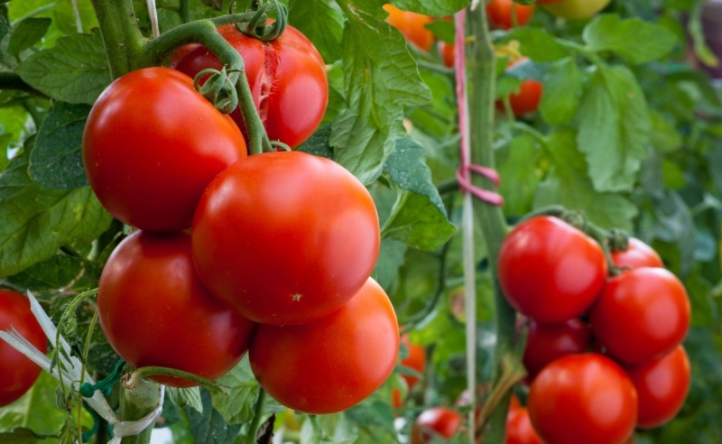 Помидоры Андромеда - описание гибрида томатов