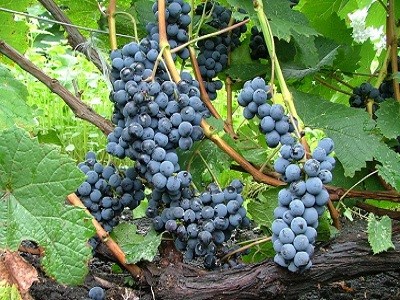 Неукрывные сорта винограда - гибридный морозостойкий Альфа