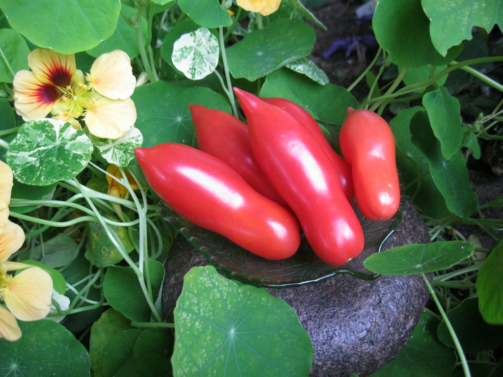 Семена помидоров лучшие сорта для открытого грунта - Красный клык