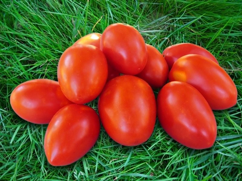 Семена помидоров лучшие сорта для открытого грунта - миниатюрная Акварель