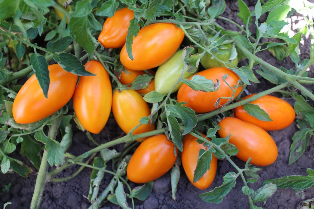 Семена помидоров лучшие сорта для открытого грунта - морозостойкий Золотой поток