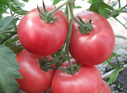 Сорта помидор для теплицы из поликарбоната - Русское счастье