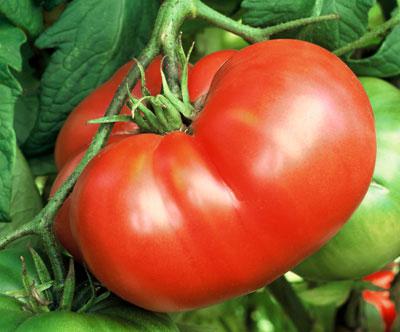 Сорта помидор для теплицы из поликарбоната - популярный сорт Хлебосольный