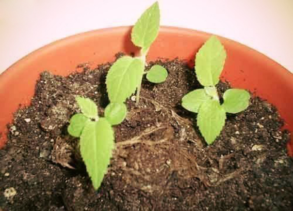 Выращивание киви дома на подоконнике