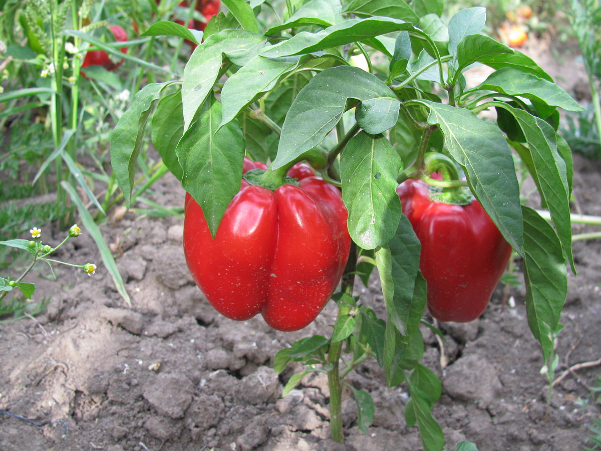 Выращивание перца сорта Гогошары в открытом грунте