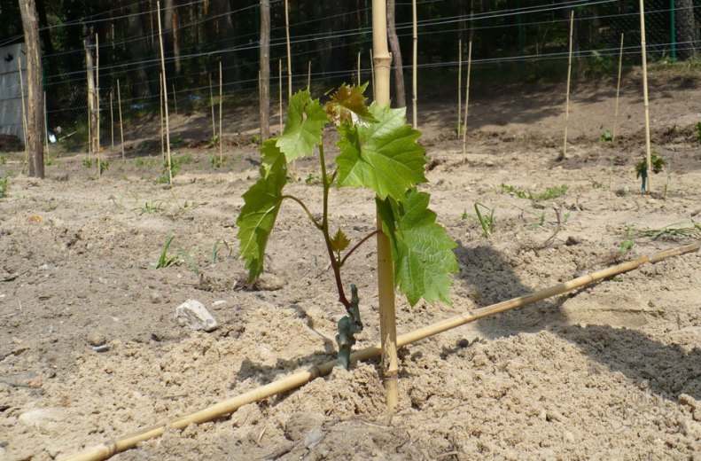 Плохо растет виноград что делать советы начинающему садоводу