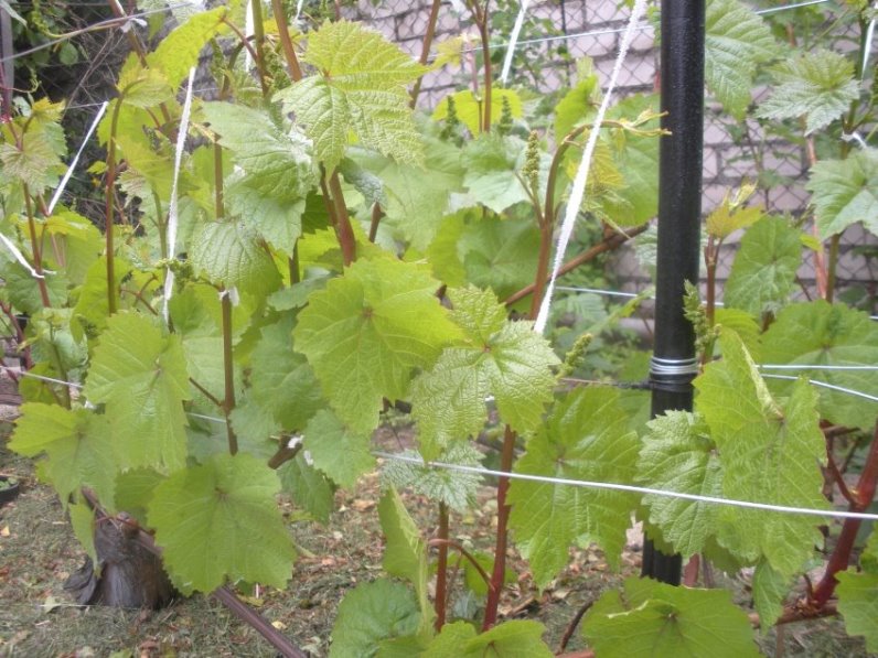 Виноград Коринка русская - особенности посадки и выращивания растения