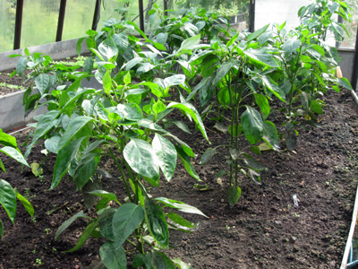 Выращивание перца в теплице из поликарбоната - как правильно высадить рассаду