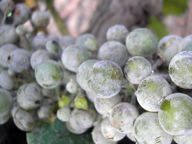Обработка винограда коллоидной серой - борьба с милдью и оидиумом