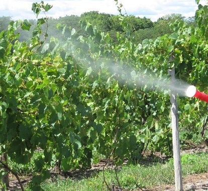 Обработка винограда железным купоросом для защиты - основные правила опрыскиванию лозы