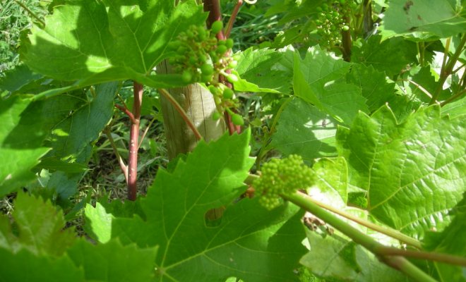 Почему не плодоносит виноград - борьба с вредителями