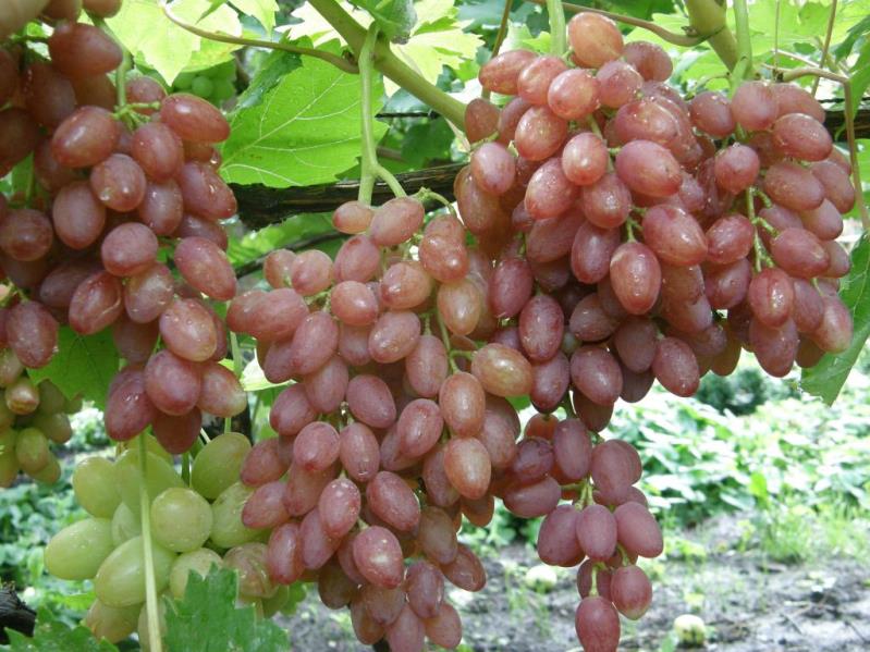 Виноград кишмиш лучистый - описание и характеристика сорта