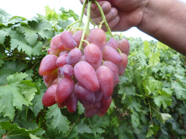 Виноград Дубовский розовый порядок посадочных работ