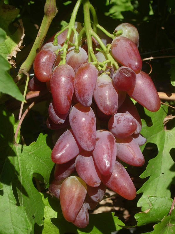 Виноград Дубовский розовый сорт устойчивый к болезням и вредителям
