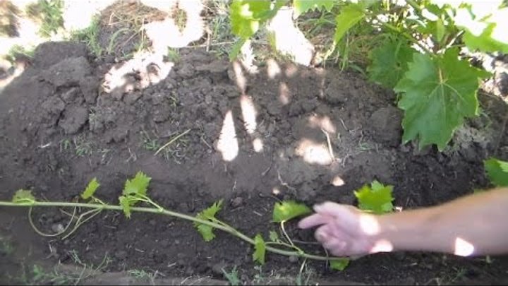 Как размножить виноград черенками - особенности размножения отводками