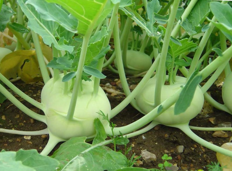 Кольраби выращивание и уход - как получить хороший урожай
