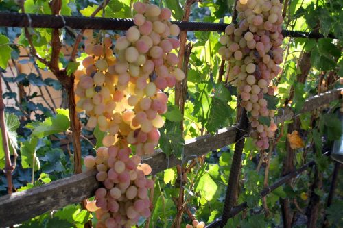 Виноград Тайфи - описание и основные характеристики сорта