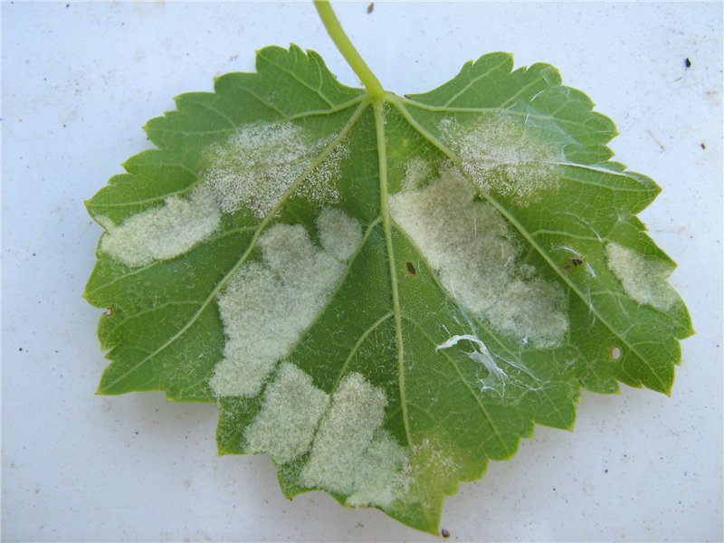 Белые пятна на листьях винограда - признаки милдью