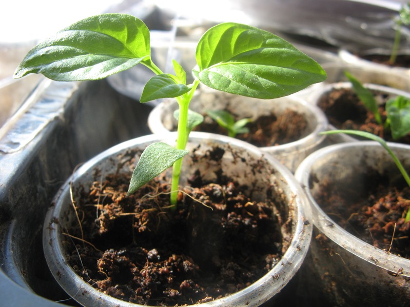 Болгарский перец выращивание и уход - как получить здоровую рассаду