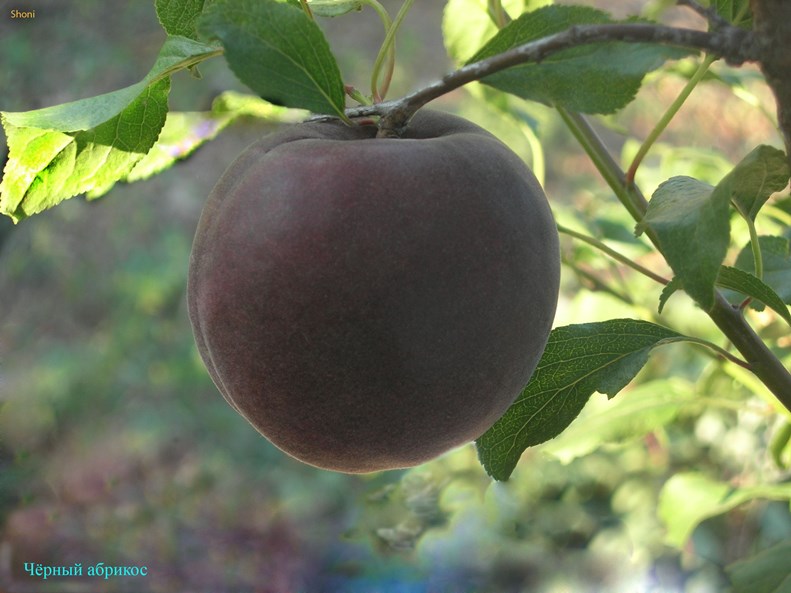 Черный абрикос Черный принц - как получить здоровые крупные плоды