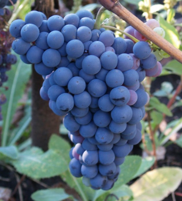 Гроздь ароматного винного сорта винограда Изабелла