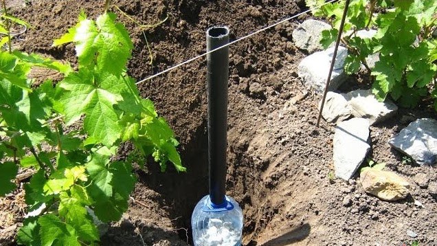 Как организовать полив винограда через дренажные трубы под корень