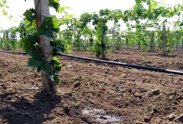 Как правильно организовать полив винограда в период созревания плодов