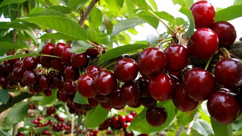 Как уберечь урожай вишни и черешни от коккомикоза