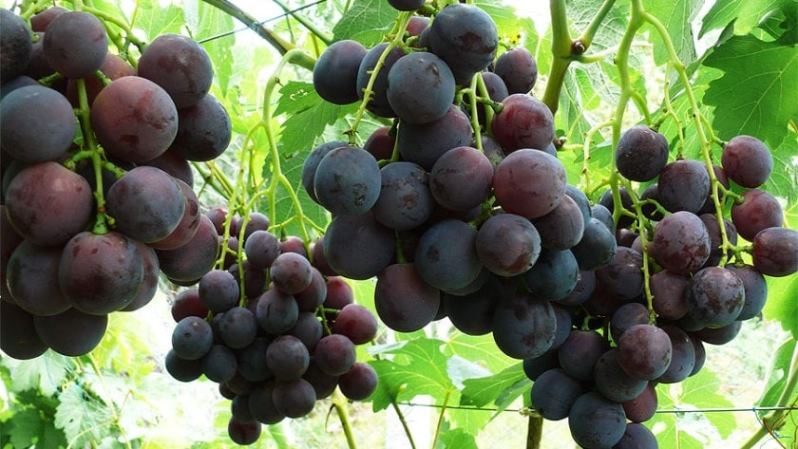 Как ухаживать за кустом винограда сорта Рошфор