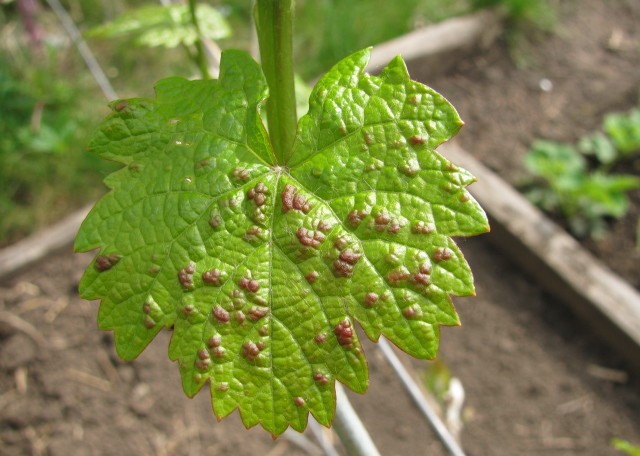 Какие заболевания вызывают возникновение пятен на листьях винограда