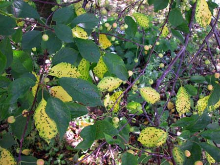 Коккомикоз вишни - первичные симптомы и причины поражения растения