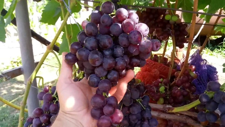 Морозостойкий и устойчивый к заболеваниям сорт виноград рошфор