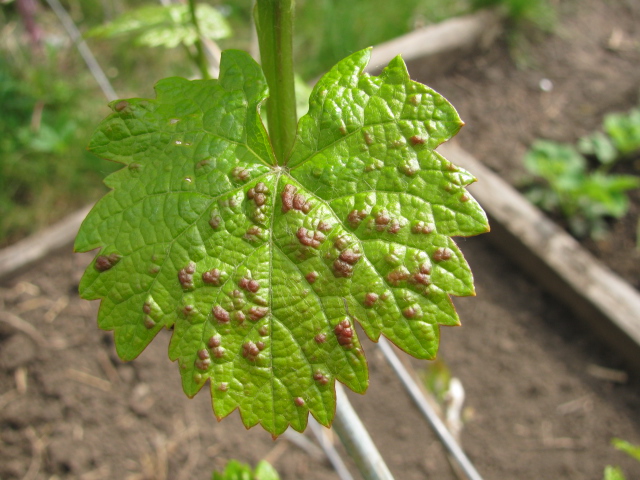 Паутинный клещ на винограде - видовое описание виноградного клеща