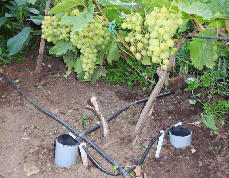 Полив винограда - колодцы-отводы для организации орошения