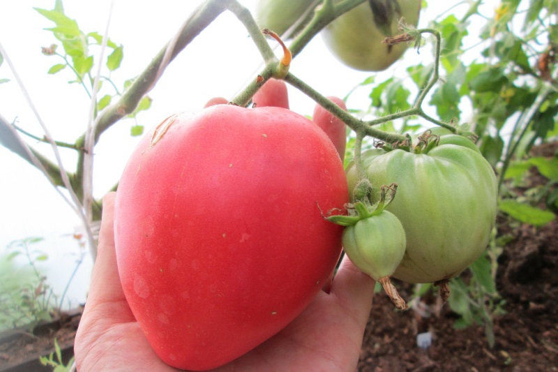 Помидоры батяня - посадка, выращивание и уход за томатом