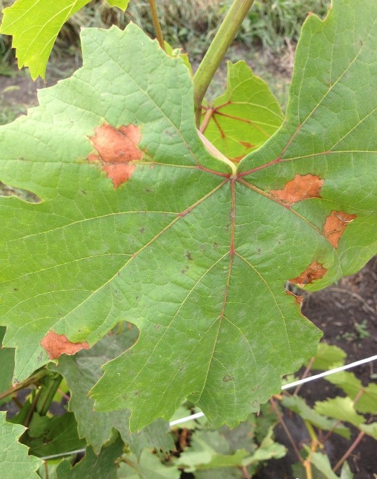 Пятна на листьях винограда - чем вызвано заболевание листвы