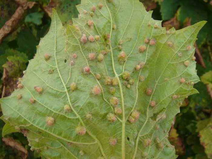 Пятна на листьях винограда - как бороться с хлорозом