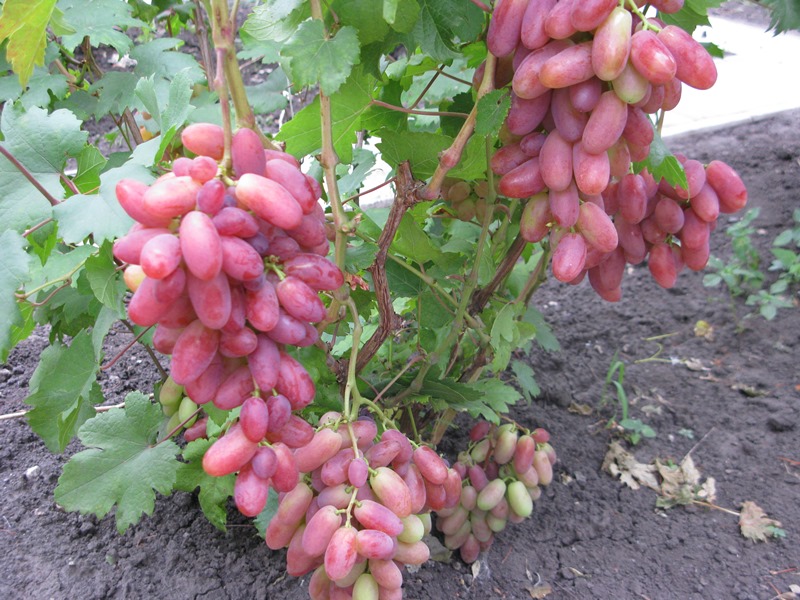 Ранние сорта винограда - раннеспелый Юлиан