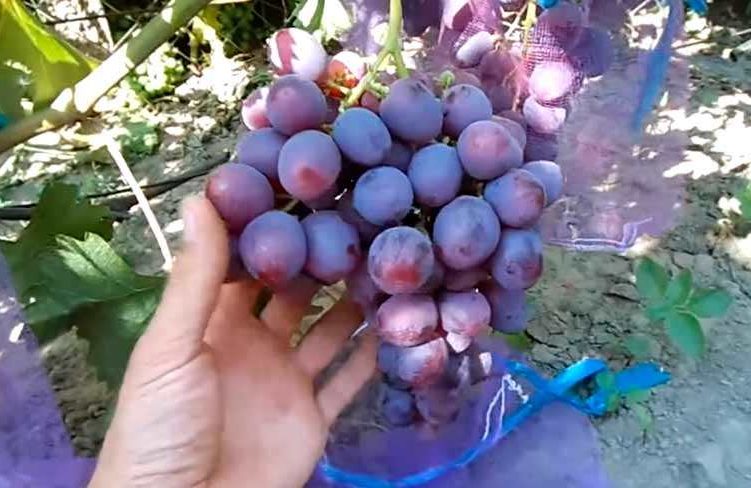 Виноград рошфор - как защитить от ос