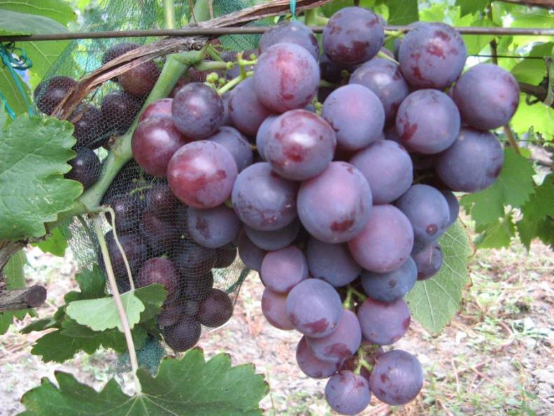 Виноград рошфор - устойчивый сорт с мускатным ароматом