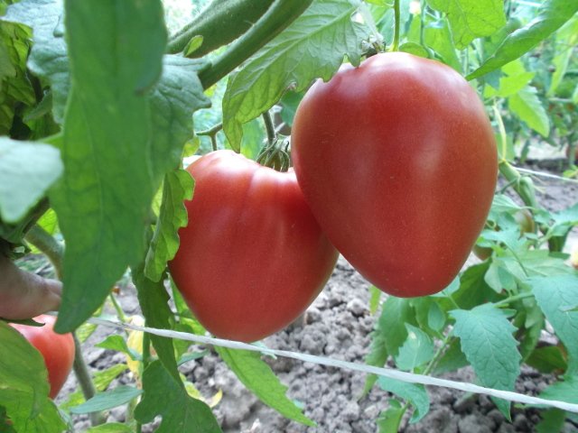 Возможно ли получить урожай помидоров сорта Батяня в открытом грунте