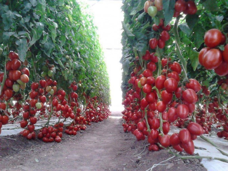 Выращивание помидоров в открытом грунте - как получить хороший урожай томатов